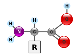 Alpha amino acid general structure