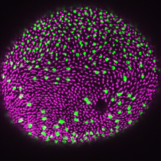 Zebrafish Retina