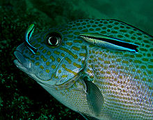 Cleaning wrasse at work