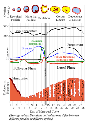 Menstrual Cycle chart