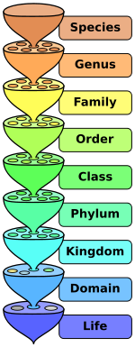 Organization of life