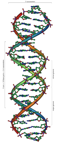 DNA