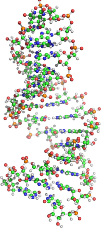 RNA