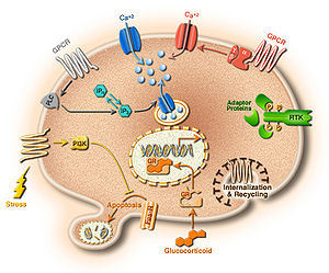 Understanding cells in terms of their molecular components